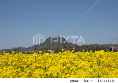春意盎然,奧米山與油菜花盛開 12 春意盎然,奧米山與油菜花盛開 12 138541510