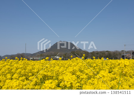 春天百花盛開，奧米山和油菜花競相綻放（11） 138541511