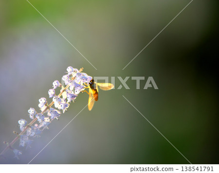 Spring scenery: Insects perched on a Mayflower 138541791