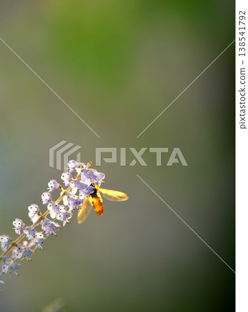 Spring scenery: Insects perched on a Mayflower 138541792