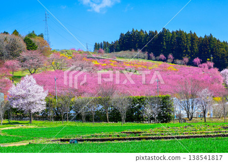 Hanamomo blooming in Satoyama 138541817
