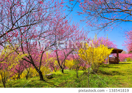 landscape with spring flowers landscape with spring flowers 138541819
