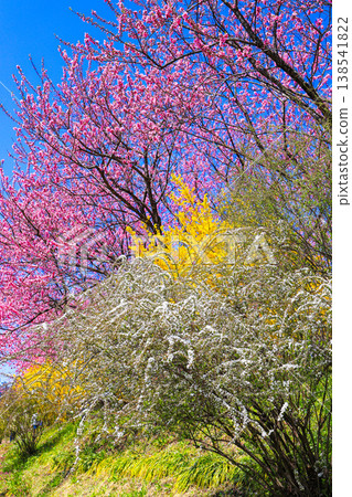 Three-colored flowers standing out against the blue sky (vertical view) Three-colored flowers standing out against the blue sky (vertical view) 138541822
