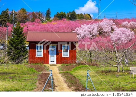 桃花和可愛的小木屋 桃花和可愛的小木屋 138541824