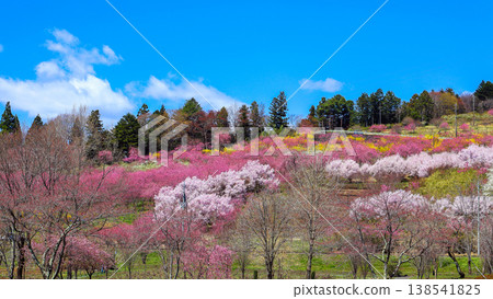 Peach blossoms blooming on the mountain (16:9) Peach blossoms blooming on the mountain (16:9) 138541825