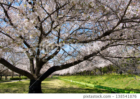 熱門景點:川越公園(川越公園)-櫻花盛開,位於埼玉縣川越市 熱門景點:川越公園(川越公園)-櫻花盛開,位於埼玉縣川越市 138541876