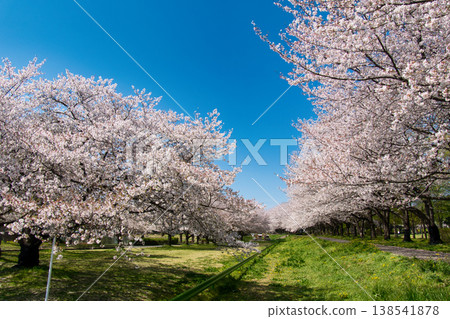 熱門景點：川越公園（川越公園）－櫻花盛開，位於埼玉縣川越市 138541878
