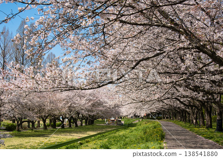 熱門景點:川越公園(川越公園)-櫻花盛開,位於埼玉縣川越市 熱門景點:川越公園(川越公園)-櫻花盛開,位於埼玉縣川越市 138541880