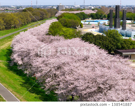 熱門景點：川越公園（川越公園）－盛開的櫻花樹，位於埼玉縣川越市（無人機空拍） 138541887