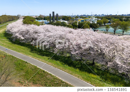 Hot Stuff Kawagoe Park (Kawagoe Park) - Cherry blossom trees in full bloom, Kawagoe City, Saitama Prefecture (Aerial photography by drone) Hot Stuff Kawagoe Park (Kawagoe Park) - Cherry blossom trees in full bloom, Kawagoe City, Saitama Prefecture (Aerial photography by drone) 138541891