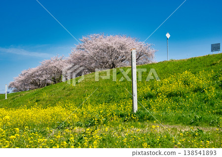 埼玉縣川越市入間川沿岸,櫻花和油菜花盛開。 埼玉縣川越市入間川沿岸,櫻花和油菜花盛開。 138541893