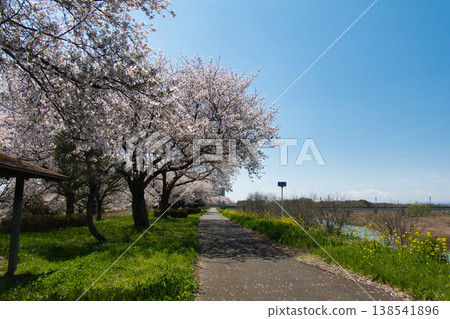 埼玉縣川越市入川河畔,櫻花盛開 埼玉縣川越市入川河畔,櫻花盛開 138541896