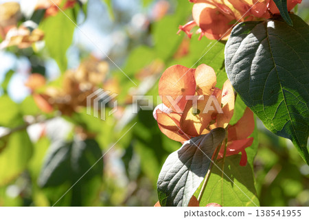 Close-up of Chinese Hat Plant flowers with orange cup-shaped calyxes and green leaves in bright sunlight. Tropical botanical garden background with bokeh effect and vibrant natural colors. Close-up of Chinese Hat Plant flowers with orange cup-shaped calyxes and green leaves in bright sunlight. Tropical botanical garden background with bokeh effect and vibrant natural colors. 138541955