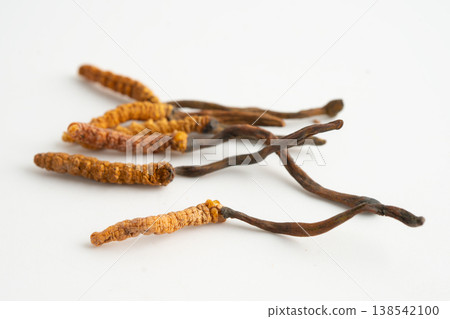 Cordyceps or Ophiocordyceps sinensis mushroom herb is fungus for used as medicine on white background. Cordyceps or Ophiocordyceps sinensis mushroom herb is fungus for used as medicine on white background. 138542100