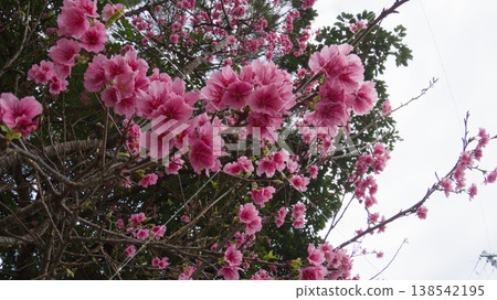 February in Okinawa, the Taiwan cherry blossoms are beginning to turn into leafy trees (cloudy). February in Okinawa, the Taiwan cherry blossoms are beginning to turn into leafy trees (cloudy). 138542195