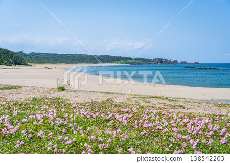 "Aomori Prefecture" Flowers bloom on the shore in early summer at Tanesashi Coast, Hachinohe City "Aomori Prefecture" Flowers bloom on the shore in early summer at Tanesashi Coast, Hachinohe City 138542203