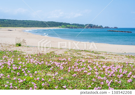 "Aomori Prefecture" Flowers bloom on the shore in early summer at Tanesashi Coast, Hachinohe City "Aomori Prefecture" Flowers bloom on the shore in early summer at Tanesashi Coast, Hachinohe City 138542208