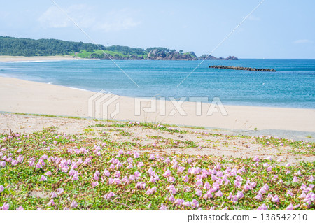 青森縣八戶市種差海岸初夏鮮花盛開 138542210