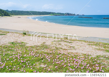 青森縣八戶市種差海岸初夏鮮花盛開 青森縣八戶市種差海岸初夏鮮花盛開 138542211