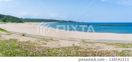 "Aomori Prefecture" Flowers bloom on the shore in early summer at Tanesashi Coast, Hachinohe City "Aomori Prefecture" Flowers bloom on the shore in early summer at Tanesashi Coast, Hachinohe City 138542213