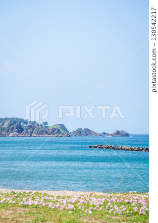 青森縣八戶市種差海岸初夏鮮花盛開 青森縣八戶市種差海岸初夏鮮花盛開 138542217