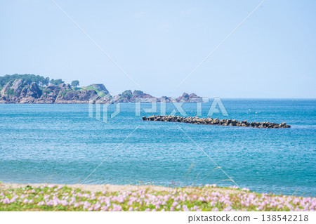 青森縣八戶市種差海岸初夏鮮花盛開 青森縣八戶市種差海岸初夏鮮花盛開 138542218