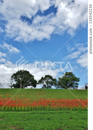 Miyawaka City Inunaki River Park Red Spider Lily Festival Miyawaka City Inunaki River Park Red Spider Lily Festival 138542230