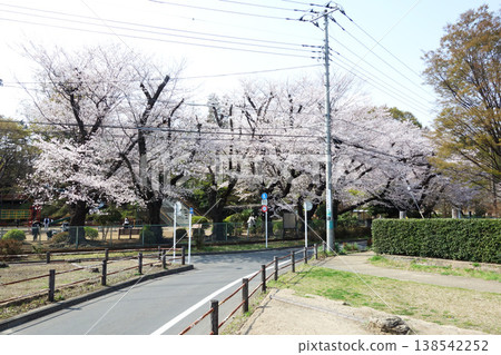 Cherry blossoms at Kurogane Park 2026 (from the site of Musashi Kokubun-niji Temple in Kokubunji City, Tokyo) 138542252