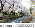 Cherry blossoms at Kurogane Park 2026 (from the site of Musashi Kokubun-niji Temple in Kokubunji City, Tokyo) 138542253