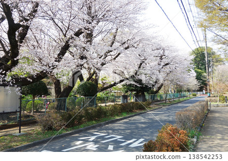 Cherry blossoms at Kurogane Park 2026 (from the site of Musashi Kokubun-niji Temple in Kokubunji City, Tokyo) 138542253