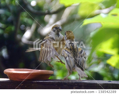 Sparrows fighting over food 138542289