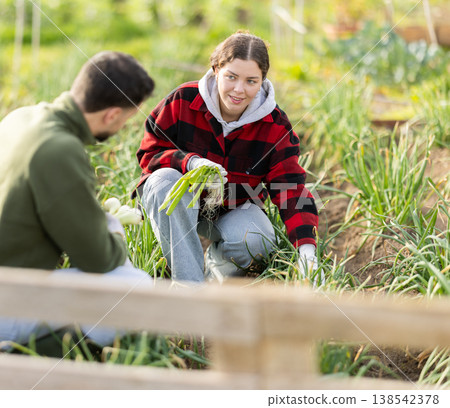 Couple works on plantation garden bed, cuts green onion shoots Couple works on plantation garden bed, cuts green onion shoots 138542378