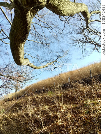 Landscape in the park in winter Landscape in the park in winter 138542452