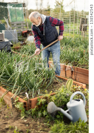 Elderly man weeding onions in garden Elderly man weeding onions in garden 138542543