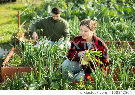 Girl horticulturist picking harvest of green onion in garden 138542564