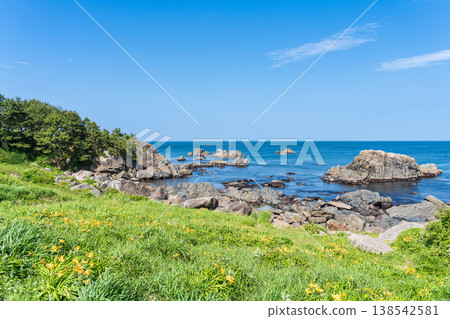 青森縣八戶市種差海岸初夏鮮花盛開 138542581
