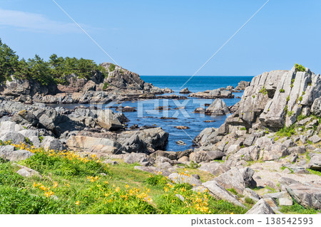 青森縣八戶市種差海岸初夏鮮花盛開 青森縣八戶市種差海岸初夏鮮花盛開 138542593