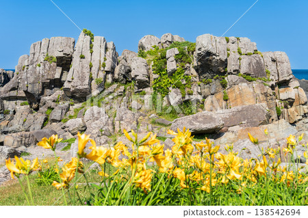 "Aomori Prefecture" Flowers bloom on the shore in early summer at Tanesashi Coast, Hachinohe City "Aomori Prefecture" Flowers bloom on the shore in early summer at Tanesashi Coast, Hachinohe City 138542694
