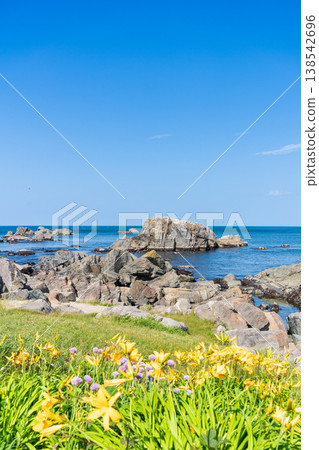"Aomori Prefecture" Flowers bloom on the shore in early summer at Tanesashi Coast, Hachinohe City 138542696