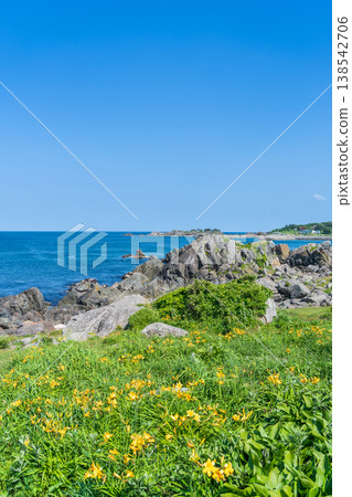 青森縣八戶市種差海岸初夏鮮花盛開 138542706
