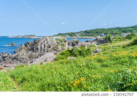 青森縣八戶市種差海岸初夏鮮花盛開 138542707