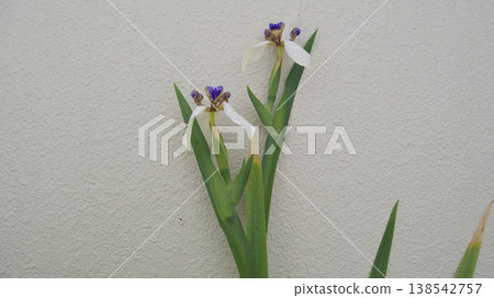 American iris leaves and water droplets after the rain | A damp balcony garden American iris leaves and water droplets after the rain | A damp balcony garden 138542757