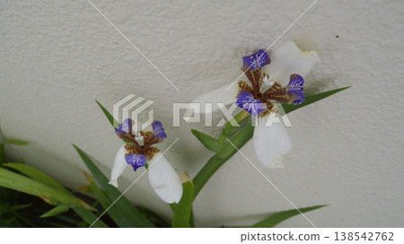 American iris leaves and water droplets after the rain | A damp balcony garden American iris leaves and water droplets after the rain | A damp balcony garden 138542762