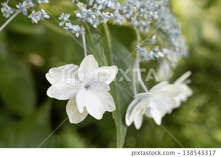 繡球花的白色小花嬌嫩美麗地綻放著。 138543317