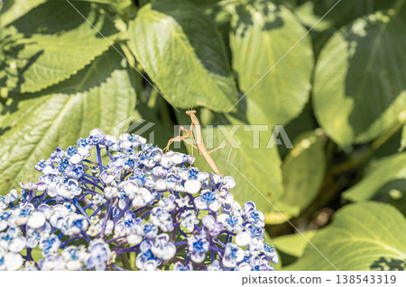 一隻螳螂停在繡球花上。 138543319