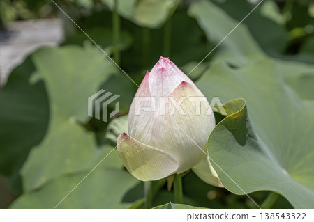 一朵飽滿的蓮花花苞，周圍環繞著綠葉。 138543322