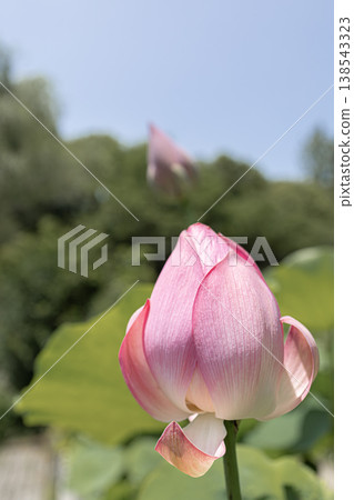 粉紅色的蓮花花苞在夏日藍天的映襯下開始綻放。 138543323