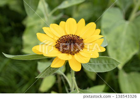 A single sunflower blooming under a refreshing summer sky A single sunflower blooming under a refreshing summer sky 138543326