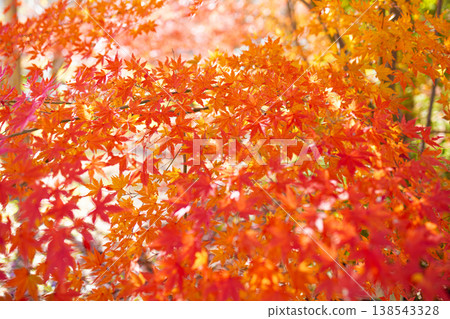 Bright red maple leaves shining in the sunlight Bright red maple leaves shining in the sunlight 138543328