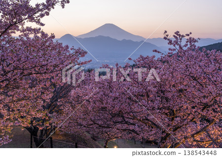 <Kanagawa Prefecture> Mount Fuji and the full-blooming Kawazu cherry blossoms and the night cherry blossoms of Ooi Yumenosato <Kanagawa Prefecture> Mount Fuji and the full-blooming Kawazu cherry blossoms and the night cherry blossoms of Ooi Yumenosato 138543448